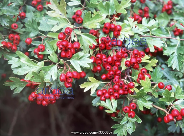 : HAWTHORN HAWS - in hedge : HAWTHORN HAWS - in hedge