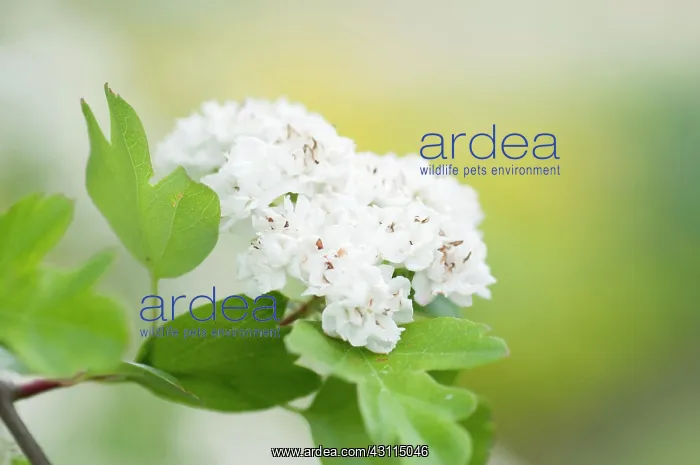 : Hawthorn, Hawthorn Plena, Crataegus laevigata : Hawthorn, Hawthorn Plena, Crataegus laevigata