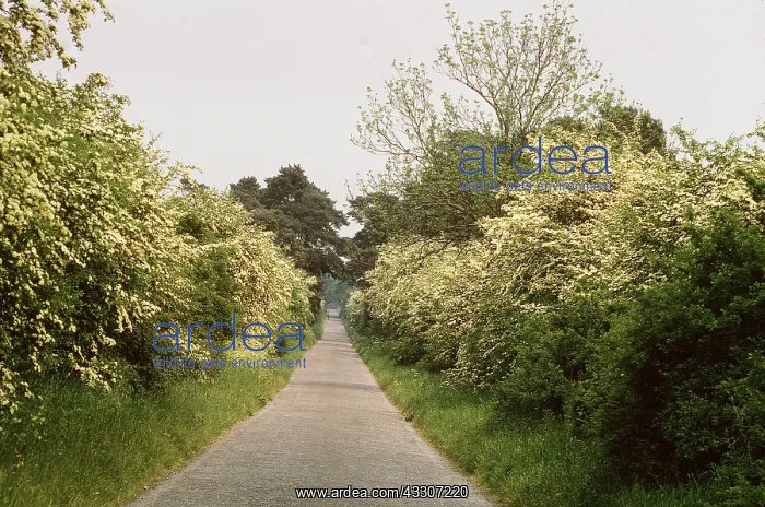: HAWTHORN - hedge along roadside : HAWTHORN - hedge along roadside