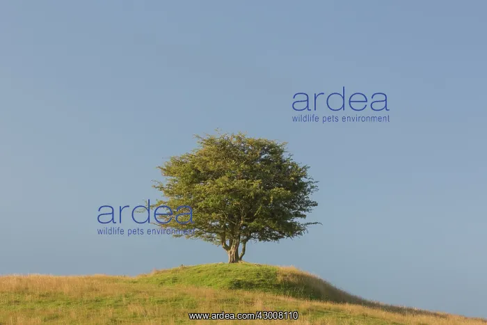 : Hawthorn, May - lonely tree, summer - Sweden : Hawthorn, May - lonely tree, summer - Sweden