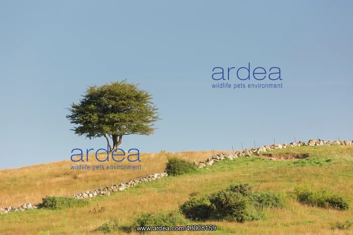 : Hawthorn, May - lonely tree, summer - Sweden : Hawthorn, May - lonely tree, summer - Sweden