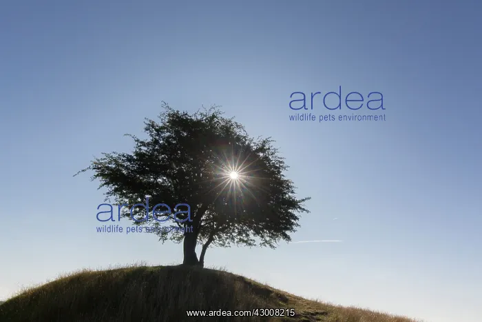 : Hawthorn, May - lonely tree, summer - Sweden : Hawthorn, May - lonely tree, summer - Sweden