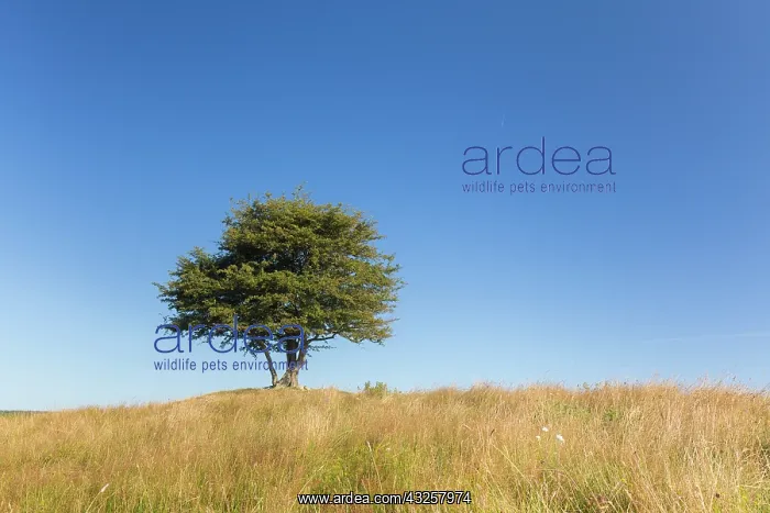 : Hawthorn, May - lonely tree, summer - Sweden : Hawthorn, May - lonely tree, summer - Sweden