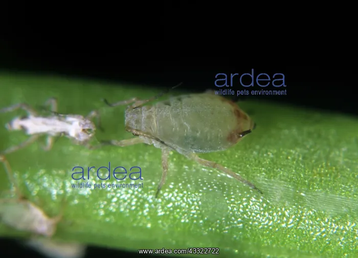 : Hawthorn parsley aphid : Hawthorn parsley aphid