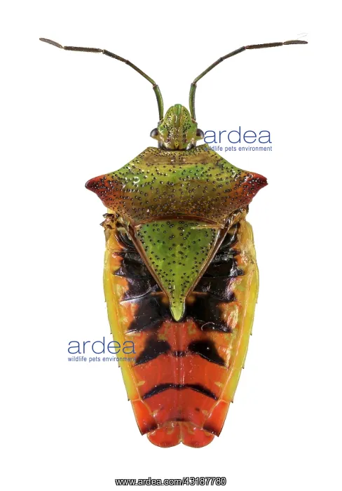 : Hawthorn shield bug (Acanthosoma haemorrhoidale) : Hawthorn shield bug (Acanthosoma haemorrhoidale)