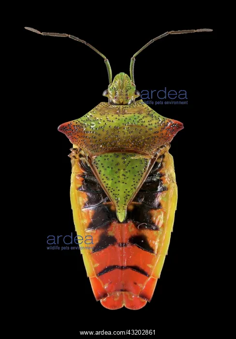  : Hawthorn shield bug (Acanthosoma haemorrhoidale)