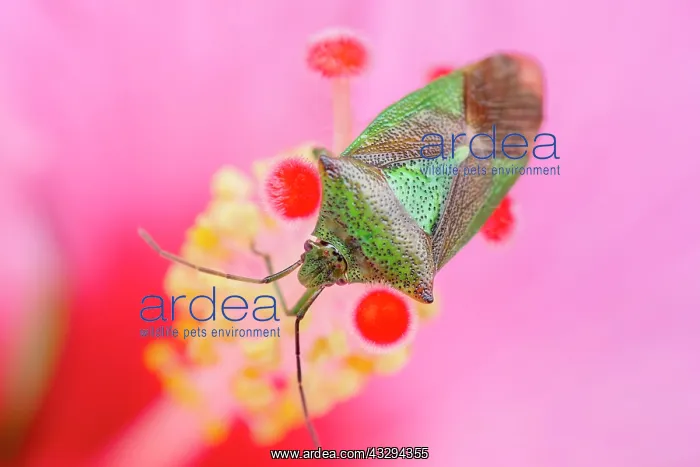 : Hawthorn Shield Bug - on Hibiscus flower : Hawthorn Shield Bug - on Hibiscus flower