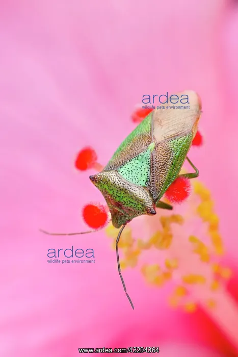 : Hawthorn Shield Bug - on Hibiscus flower : Hawthorn Shield Bug - on Hibiscus flower