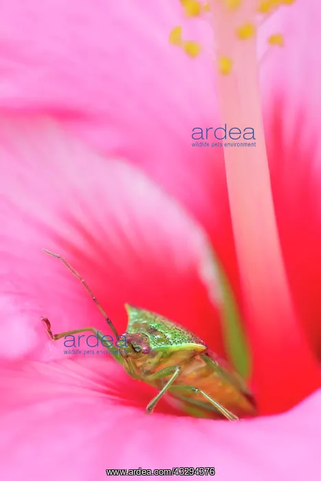 : Hawthorn Shield Bug - on Hibiscus flower : Hawthorn Shield Bug - on Hibiscus flower