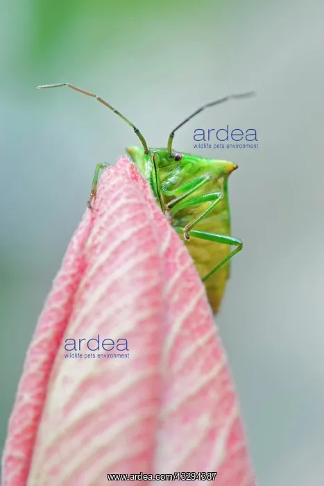 : Hawthorn Shield Bug - on Hibiscus flower : Hawthorn Shield Bug - on Hibiscus flower