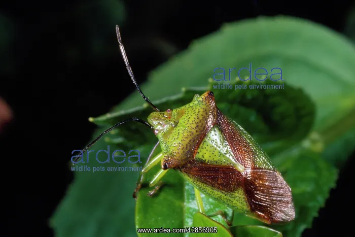 : Hawthorn Shieldbug : Hawthorn Shieldbug