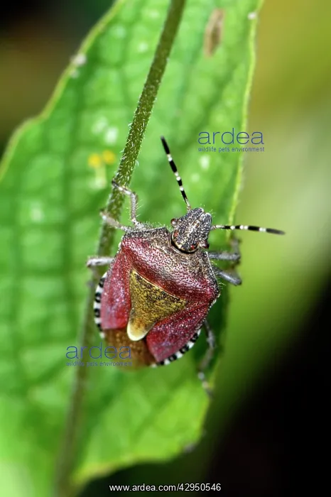  : Hawthorn Shieldbug