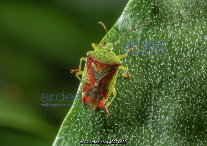 : Hawthorn Shieldbug, Acanthosoma haemorrhoidale : Hawthorn Shieldbug, Acanthosoma haemorrhoidale