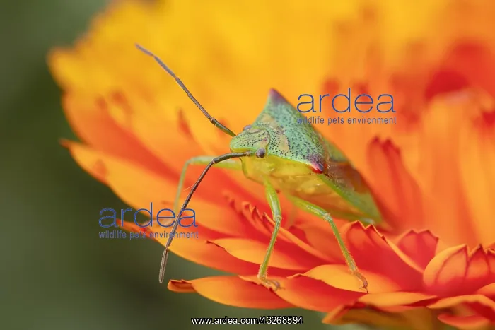 : Hawthorn Shieldbug on calendula flower -Norfolk : Hawthorn Shieldbug on calendula flower -Norfolk