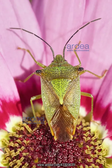 : Hawthorn Shieldbug on Osteospurmum flower - Norfolk : Hawthorn Shieldbug on Osteospurmum flower - Norfolk