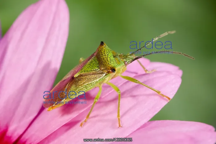 : Hawthorn Shieldbug on Osteospurmum flower - Norfolk : Hawthorn Shieldbug on Osteospurmum flower - Norfolk