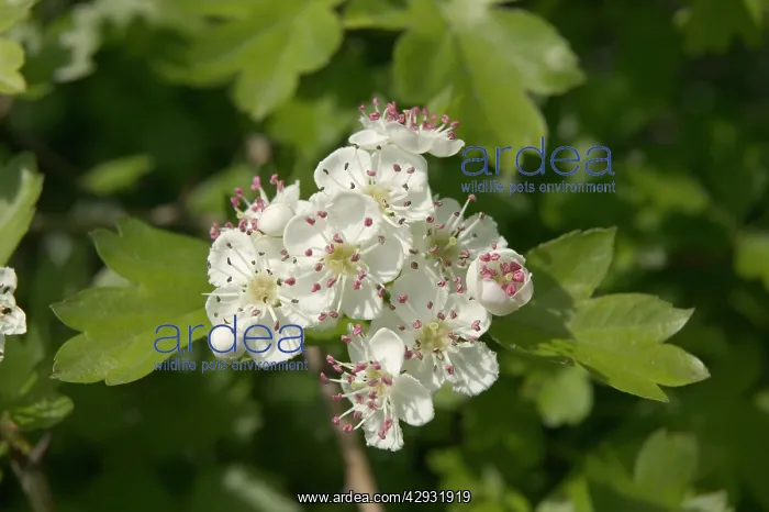 : Hawthorn - Thorn apple, blossom : Hawthorn - Thorn apple, blossom