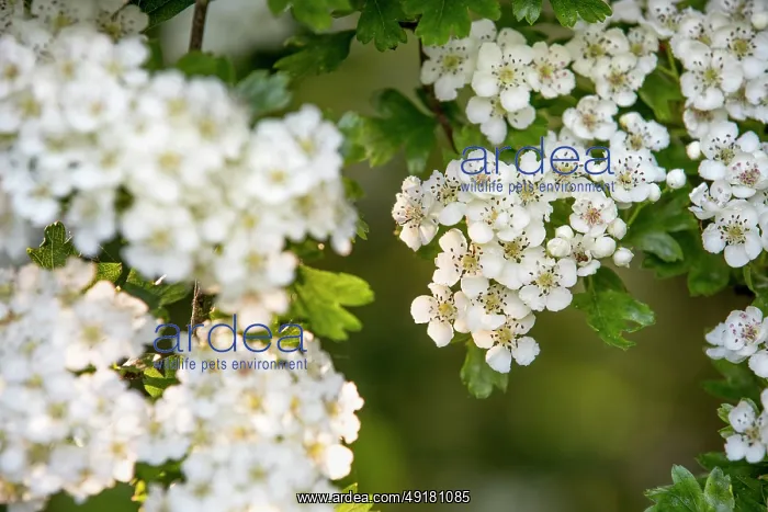  : Hawthorn Tree - Blossom - UK