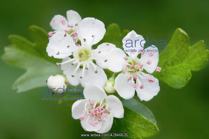 : Hawthorn Tree - flower : Hawthorn Tree - flower