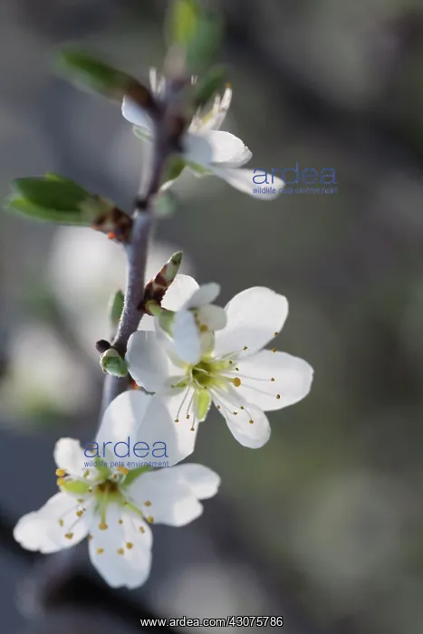 : Hawthornblossom : Hawthornblossom