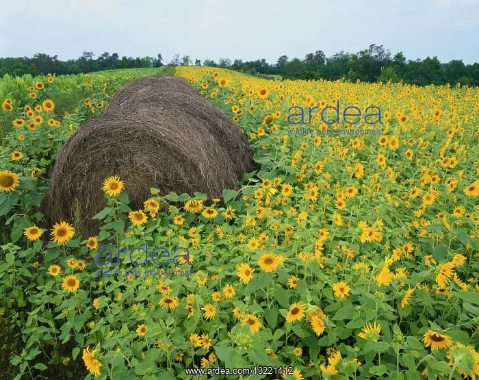 : Hay bale in sunflowers field, Bluegrass : Hay bale in sunflowers field, Bluegrass