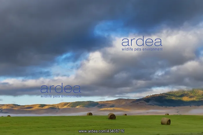  : Hay bales in clearing fog with Salish Mountains