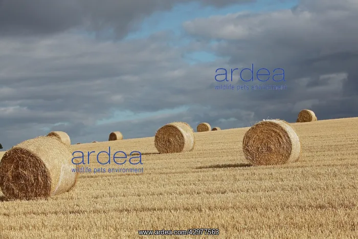  : Hay Bales - corn bales rolled in field