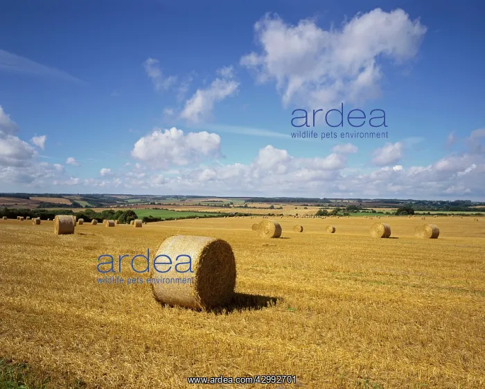 : Hay Bales in Farmers Field : Hay Bales in Farmers Field