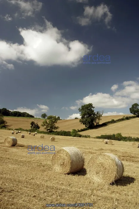 : Hay Bales - in farmers field : Hay Bales - in farmers field