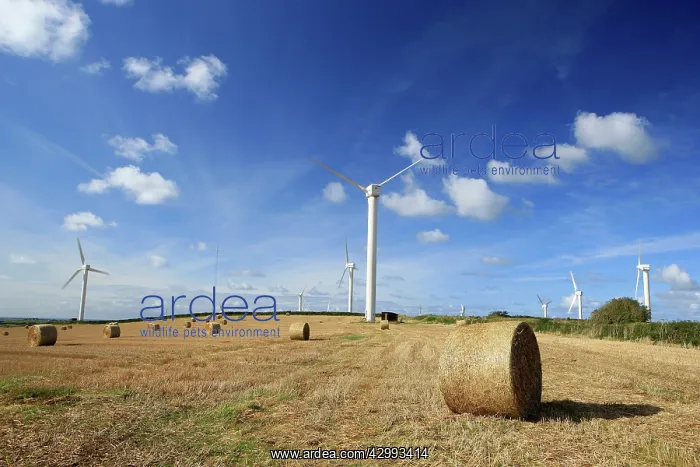 : Hay Bales - and Wind Farm : Hay Bales - and Wind Farm