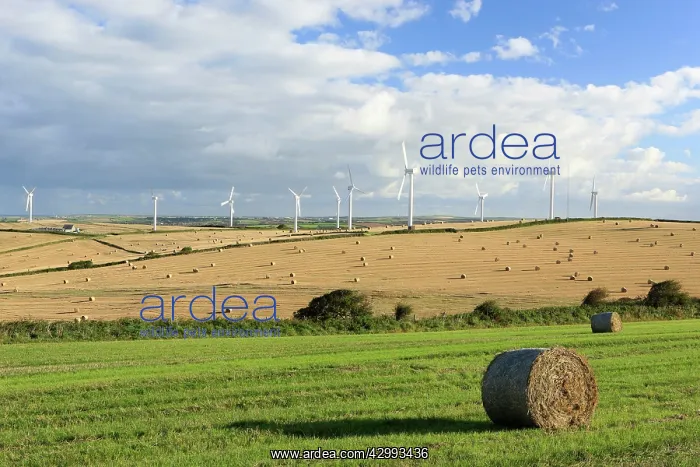 : Hay Bales - and Wind Farm : Hay Bales - and Wind Farm