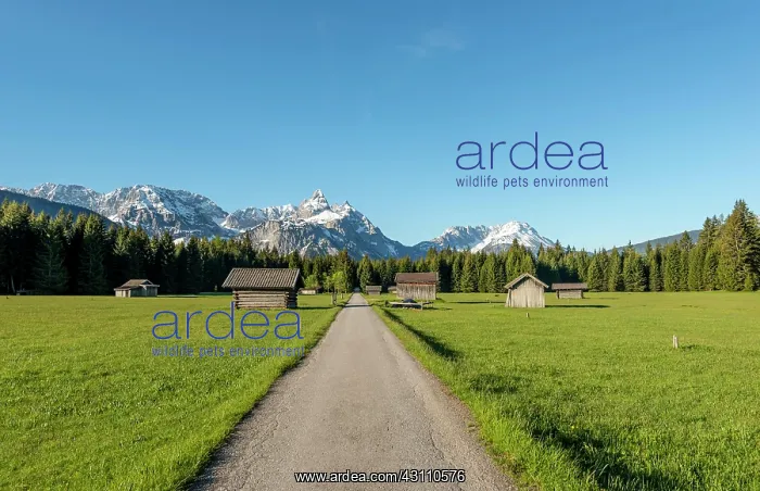 : Hay barns in a meadow, Ehrwalder Sonnenspitz and : Hay barns in a meadow, Ehrwalder Sonnenspitz and