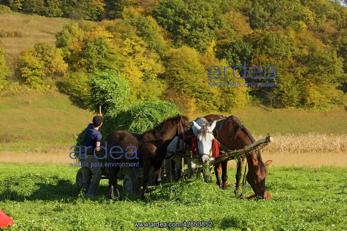 : Hay collection using horses and cart in the fields : Hay collection using horses and cart in the fields