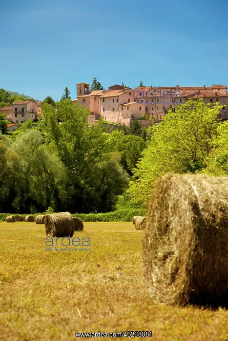 : Hay in a farmers field below Castel San : Hay in a farmers field below Castel San