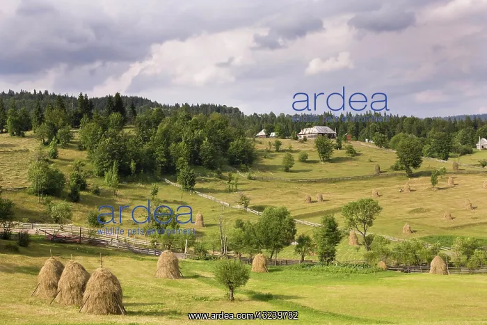 : Hay harvest and haystack in the Apuseni : Hay harvest and haystack in the Apuseni