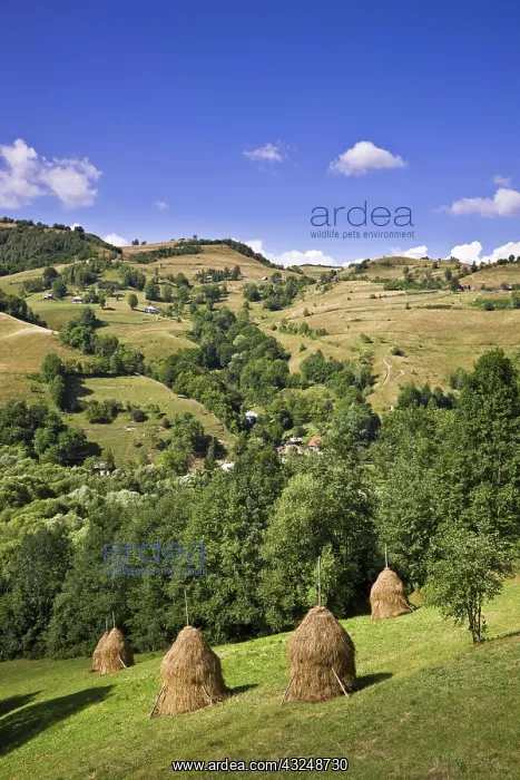 : Hay harvest and haystack in the Apuseni : Hay harvest and haystack in the Apuseni