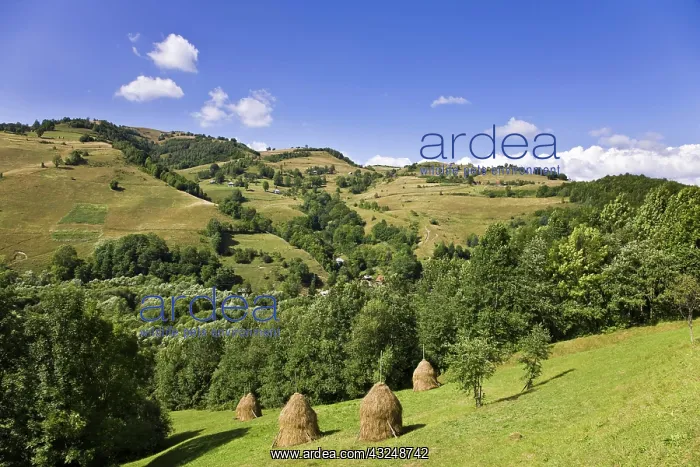 : Hay harvest and haystack in the Apuseni : Hay harvest and haystack in the Apuseni