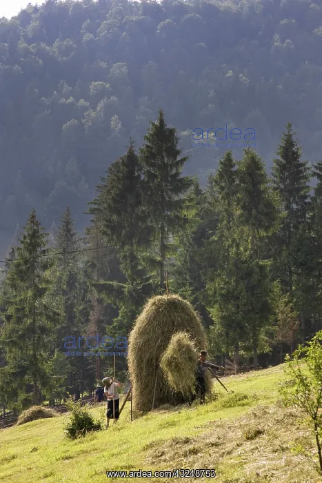 : Hay harvest and haystack in the Apuseni : Hay harvest and haystack in the Apuseni