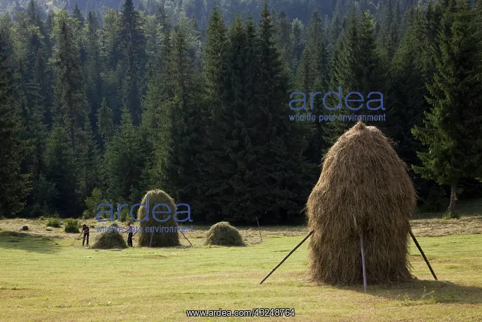  : Hay harvest and haystack in the Apuseni