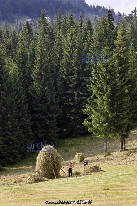 : Hay harvest and haystack in the Apuseni : Hay harvest and haystack in the Apuseni