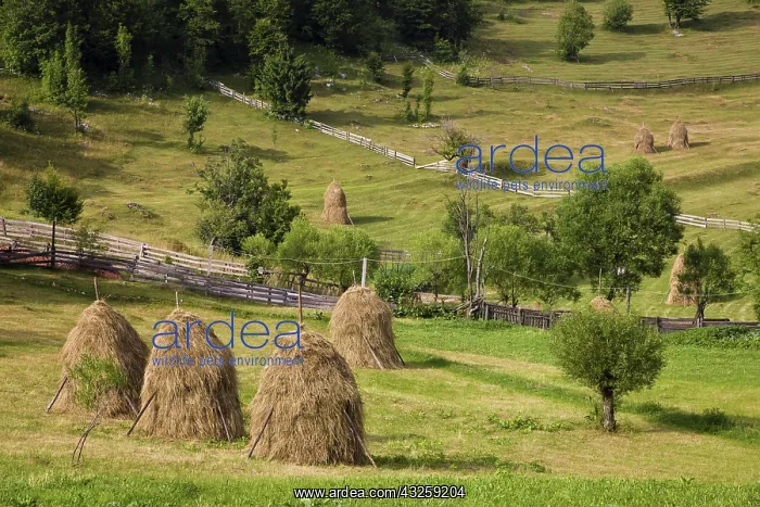 : Hay harvest and haystack in the Apuseni : Hay harvest and haystack in the Apuseni