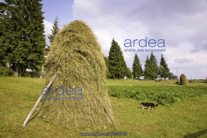 : Hay harvest and haystack in the Apuseni : Hay harvest and haystack in the Apuseni