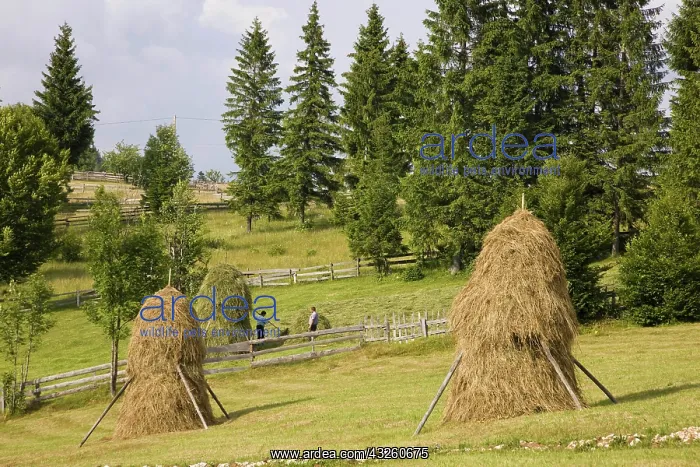 : Hay harvest and haystack in the Apuseni : Hay harvest and haystack in the Apuseni