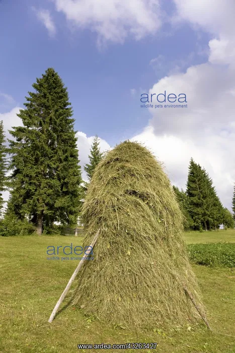 : Hay harvest and haystack in the Apuseni : Hay harvest and haystack in the Apuseni