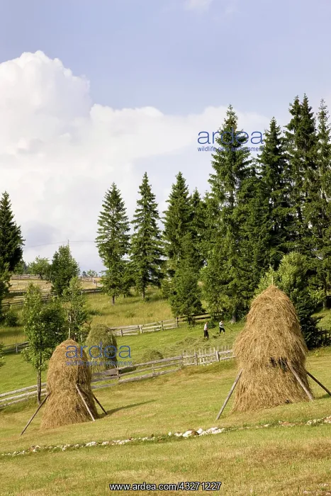 : Hay harvest and haystack in the Apuseni : Hay harvest and haystack in the Apuseni