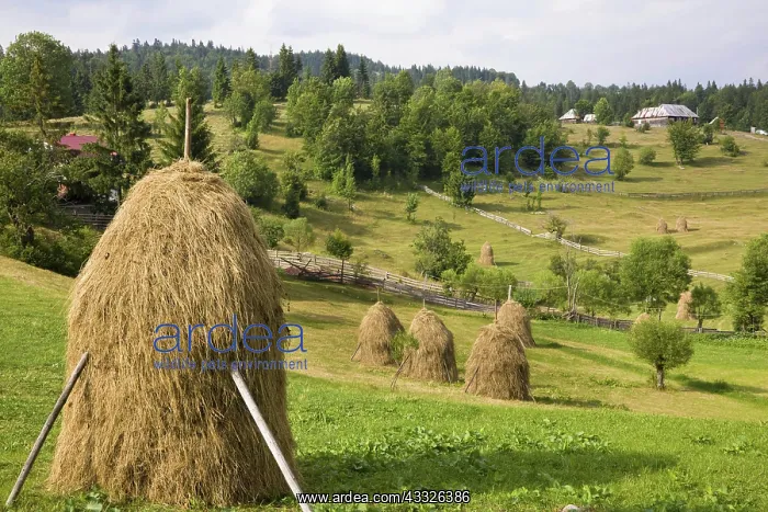  : Hay harvest and haystack in the Apuseni