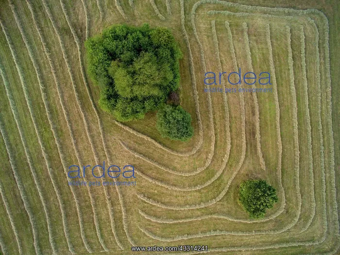 : Hay harvest, Sasbach, Baden-Wurttemberg, Germany, Europe : Hay harvest, Sasbach, Baden-Wurttemberg, Germany, Europe