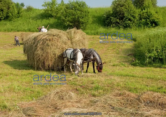 : Hay harvest, using horses, near Miclosoara; hungarian : Hay harvest, using horses, near Miclosoara; hungarian