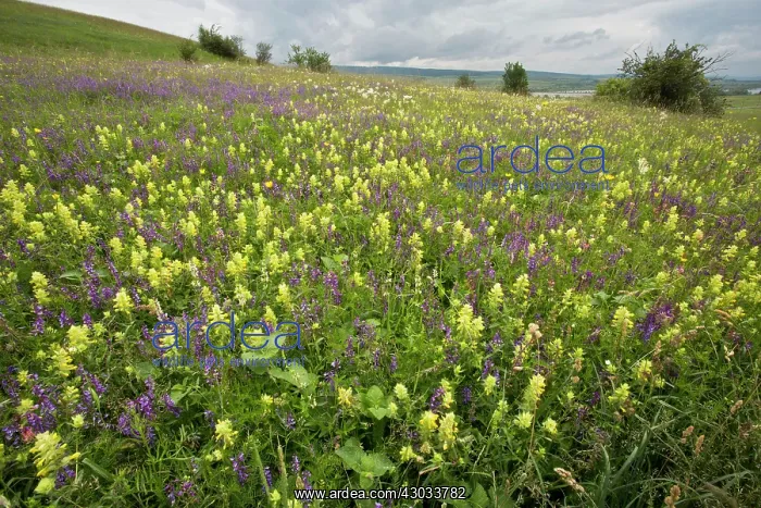 : Hay Meadow with narrow-leaved vetch, Hay Rattle : Hay Meadow with narrow-leaved vetch, Hay Rattle