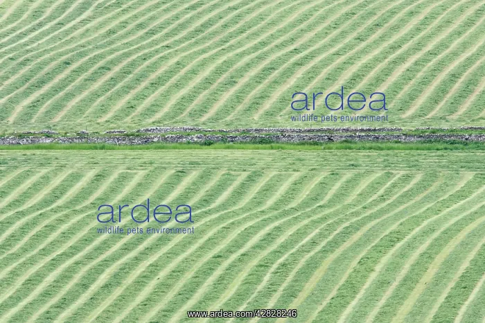 : Hay Meadows cut for Silage and left to dry : Hay Meadows cut for Silage and left to dry